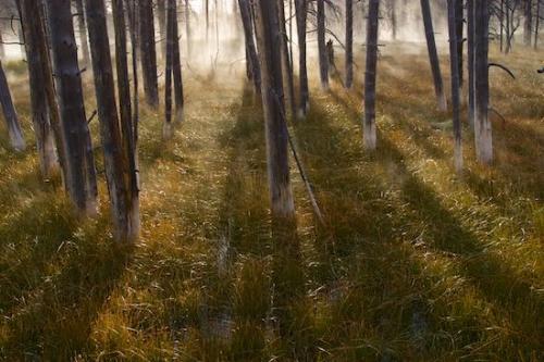 fresh;beginning;peace;emotions;Plant;Break of Day;lodgepole pines;Dawn;WY;Timber;Tree;Sun-up;Herbaceous;Trees;Wood;bark;oneness;Woodlands;grass;Woods;concepts;First Light;Branches;mystery;Branch;Morning;Trunk;Woodland;yellowstone;Forest;Tree Trunk;daybreak;morning;Timberland;Yellowstone;Daybreak;dawn;mysterious;growth;renewal;trees