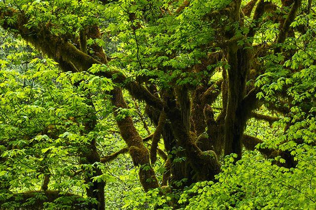 Plants;Botanical;Leaf;Leaves;Vegetation;Foliage;Veins;Compound;Leaflet;Forest;Trees;Woods;Bark;Outdoors;Nature;Natural;Woodland;Moss;Ferns;Rainforest;Rain forest;Temperate;Wet;Humid;Weather;Bush;Tropical;Luxuriant;Boreal;Timberland