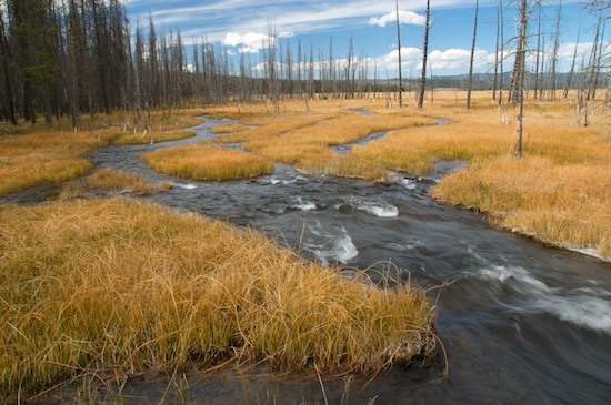 Autumn;Beige;Blue;Brook;Creek;Dead;Fall;Grass;Lodgepole Pine;personal images;River;Rivulet;Stream;Streamlet;Tan;Tree;Yellow;Yellowstone;Yellowstone National Park