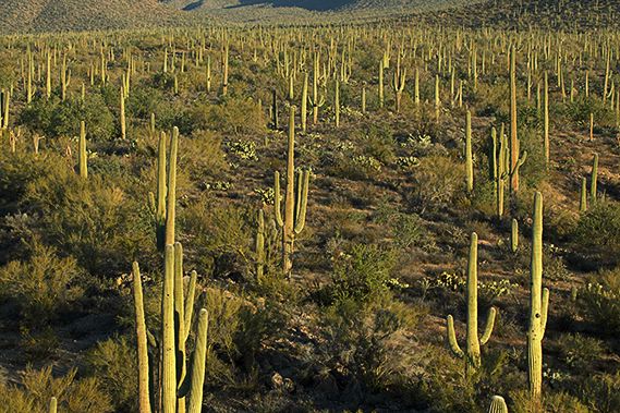 Cactus;Sunlight;Sun;Beams;Sunbeam;Rays;Light;Luminance;Illuminate;Sunset;Dusk;Twilight;evening;Nightfall;Sundown;Desert;Dry;Green;Plants