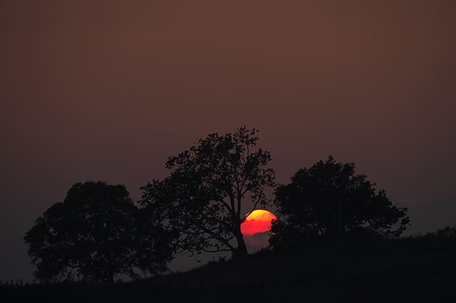 Sunlight;Sun;Beams;Sunbeam;Rays;Light;Luminance;Illuminate;Sunset;Dusk;Twilight;evening;Nightfall;Sundown;Tree Trunk;Trees;Bush;Shrub;Herbaceous;Woodland;Branch;Branches;Leafy;Bark;Trunk;Plant