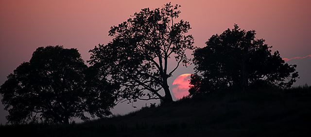 Sunlight;Sun;Beams;Sunbeam;Rays;Light;Luminance;Illuminate;Sunset;Dusk;Twilight;evening;Nightfall;Sundown;Tree Trunk;Trees;Bush;Shrub;Herbaceous;Woodland;Branch;Branches;Leafy;Bark;Trunk;Plant