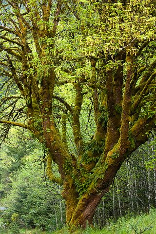 Tree Trunk;Trees;Bush;Shrub;Herbaceous;Woodland;Branch;Branches;Leafy;Bark;Trunk;Plant;Plants;Foliage;Vegetation;Botanicals;Botany;Herb;Greenery;Flora;Herbage