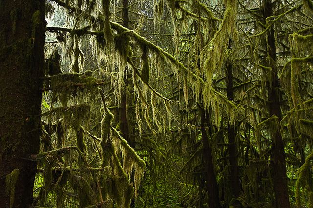 Plants;Forest;Woodland;Trees;Leaves;Leaf;Woods;Bark;Outdoors;Nature;Natural