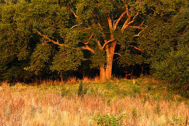 Tree Trunk;Trees;Bush;Shrub;Herbaceous;Woodland;Branch;Branches;Leafy;Bark;Trunk;Plant;Forest;Leaves;Leaf;Plants;Woods;Outdoors;Nature;Natural;Sunset;Dusk;Twilight;evening;Nightfall;Sundown;Sunlight;Sun;Beams;Sunbeam;Rays;Light;Luminance;Illuminate