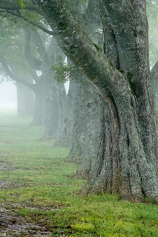 Oneness;Fog;Mist;Damp;Misty;Foggy;Obscured;Tree Trunk;Trees;Bush;Shrub;Herbaceous;Woodland;Branch;Branches;Leafy;Bark;Trunk;Plant