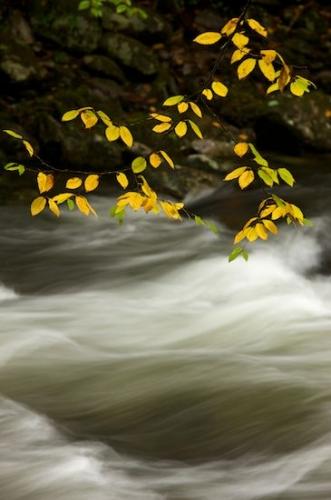 Gray;Boulder;Seasons;Pastoral;Green;Streaming;Tan;Brook;Black;Rivulet;Stream;Peaceful;river;Rapids;Foliage;Gold;Leaves;Brown;Cascading;Streamlet;White;Pouring;Oriental;Waterfall;Yellow;Leafy;Leaf;Fall;Great Smoky Mountains National Park;Autumn;Chute;Waterfalls;zen;water;Rocky;Rock;Wabi Sabi;Stones;Creek;Stone;Rocks;Boulders;Tennessee;Water;Oneness;Season;Cascade