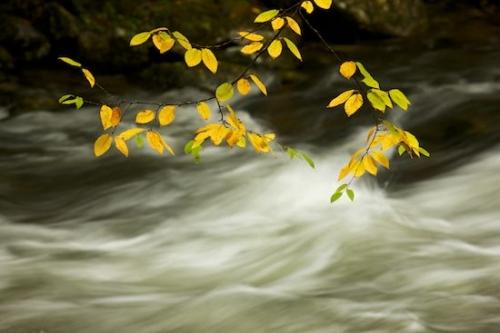 Brook;Brown;Cascading;Foliage;Tan;Autumn;zen;Pouring;Fall;Rocky;Leaves;Great Smoky Mountains National Park;Cascade;Water;Seasons;Stone;Creek;Black;Stream;Rocks;Boulder;water;Gray;Gold;Wabi Sabi;Oneness;Waterfalls;Rapids;Tennessee;Chute;Peaceful;Season;Waterfall;Yellow;river;Boulders;Streaming;Leaf;Stones;Streamlet;Green;White;Rock;Oriental;Rivulet;Leafy;Pastoral