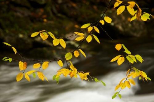 Season;Yellow;Leafy;Rock;Gold;Tennessee;Seasons;Cascade;Stones;Waterfalls;Cascading;Rocky;Boulder;Boulders;Wabi Sabi;Stream;Great Smoky Mountains National Park;Fall;Rapids;Autumn;Waterfall;Stone;Rivulet;White;Streaming;Gray;Leaves;Leaf;Oriental;Oneness;Brook;Black;river;Streamlet;Water;Rocks;Peaceful;Pouring;water;zen;Brown;Foliage;Chute;Tan;Pastoral;Creek;Green
