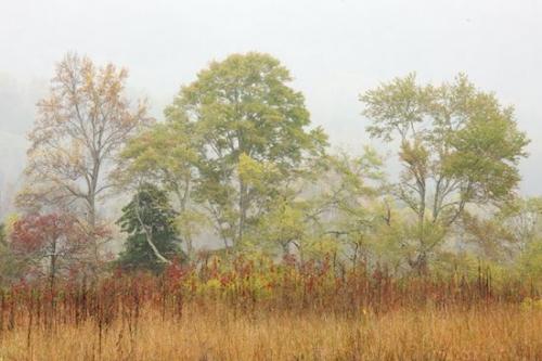 misty;Tan;tree;Tree;Trees;fog;Autumn;Grass;Gold;Tennessee;Great Smoky Mountains National Park;Brown;Green;grass;foggy;Fall;tree limbs;Yellow;trees;Cades Cove;mist;tree trunk;Red