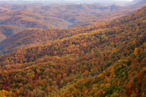 Gold;Autumn;Green;Forest;Yellow;Woods;Benham;Woodlands;Woodland;Wooded area;Mountain;Wood;Fall;Valley;Kentucky;Trees;tree trunk;trees;tree;Tree;leaves;Gorge;Kingdom Come State Park;Hills;Tan;Timberland;Summit;Timber;Hilltop;Hillside;Pine Mountain;Mountains;Mountainside;Mountainous;Mountain Top