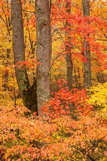 Autumn;Branches;Brown;Calm;Fall;Forest;Forested;Gold;Great Smoky Mountains National Park;Nature;Pastoral;Tan;Timber;Timberland;Tree;Wood;Woodland;Woodlands;Woods;Yellow;landscape;leaves;limbs;oneness;orange;peaceful;plants;red;serene;soothing;tranquil;tree limbs;trees;trunk;wooded area;zen