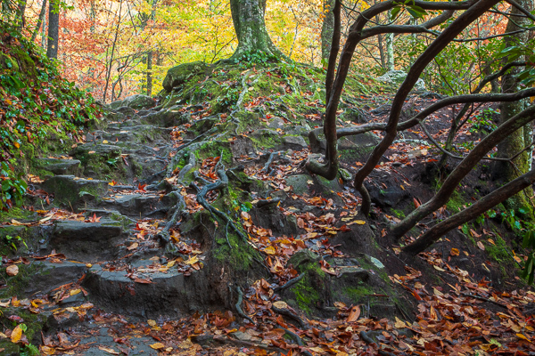 Boulder;Boulders;Branches;Calm;Fallen;Fallen Leaves;Forest;Forested;Great Smoky Mountains National Park;Hiking Trail;Leaf;Nature;Pastoral;Path;Pathway;Pebbles;Rock;Rocks;Rocky;Steps;Stone;Stones;Tennessee;Timberland;Tree;Wabi Sabi;Walkway;Wood;Woodland;Woods;foliage;landscape;leaves;limbs;oneness;peaceful;plants;roots;serene;soothing;stump;trail;tranquil;tree limbs;trees