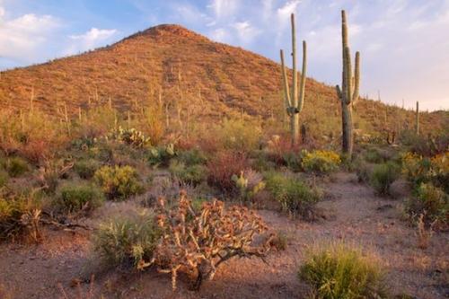 Sky;Arid;Bluff;Dry;Cactus;Blue;Mountainous;Desert;Saguaro National Park;cactus;Clouds;Saguaro;Green;Pinnacle;botanical;Cacti;Peak;Arizona;Hillside;Plants;Mountain;Carnegiea gigantea;Tan;Flora;Brown;Wildflower;Mountainside;Mountain Top;Hill;Precipice;Red;Cloud;cacti