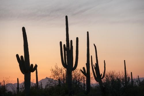Arid;Arizona;Cacti;Cactus;Calm;Carnegiea gigantea;Dry;Flowers & Plants;Mountain;Mountain Side;Mountain Top;Mountainous;Nature;Pastoral;Pink;Saguaro;Saguaro National Park;Summit;Tuscon;United States;desert;dusk;evening;landscape;magenta;nightfall;oneness;peaceful;plants;purple;restful;serene;silhouette;soothing;sundown;sunlit;sunset;tranquil;twilight;zen