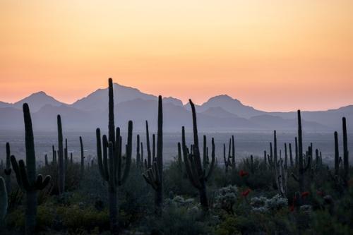 Arid;Arizona;Cacti;Cactus;Calm;Carnegiea gigantea;Dry;Flowers & Plants;Mountain;Mountain Side;Mountain Top;Mountainous;Nature;Pastoral;Pink;Saguaro;Saguaro National Park;Summit;Tuscon;United States;desert;dusk;evening;landscape;magenta;nightfall;oneness;peaceful;plants;purple;restful;serene;silhouette;soothing;sundown;sunlit;sunset;tranquil;twilight;zen