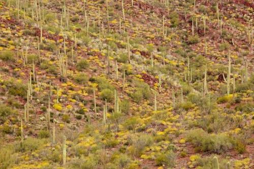 abstract;abstraction;patterns;desert;Plants;Saguaro National Park;Abstract;Abstraction;Saguaro;Gorge;Hillside;Valley;Yellow;Abstracts;Mountainside;Carnegiea gigantea;Arizona;Desert;Dry;Arid;Cactus;Green;Cacti;Patterns;Red;Textures