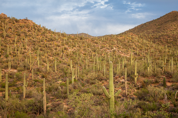 Arid;Arizona;Bloom;Blossom;Blossoms;Blue;Boulder;Boulders;Brown;Cacti;Cactus;Calm;Carnegiea gigantea;Cloud;Cloud Formation;Clouds;Cloudy;Dry;Floral;Floweret;Flowering;Flowers;Flowers & Plants;Hill;Mountain;Mountainous;Nature;Rock;Rock formations;Rocky;Saguaro;Saguaro National Park;Stone;Stones;Sunlight;Sunshine;Tan;Tuscon;United States;Yellow;bloom;desert;flora;floral;flower;green;hillside;landscape;orange;peaceful;plants;red;restful;serene;sky;soothing;sunlit;tranquil;wildflower