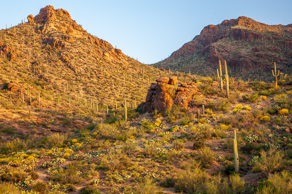 Arid;Arizona;Bloom;Blossom;Blossoms;Blue;Boulder;Boulders;Brown;Cacti;Cactus;Calm;Carnegiea gigantea;Cloud;Cloud Formation;Clouds;Cloudy;Dry;Floral;Floweret;Flowering;Flowers;Flowers & Plants;Hill;Mountain;Mountainous;Nature;Rock;Rock formations;Rocky;Saguaro;Saguaro National Park;Stone;Stones;Sunlight;Sunshine;Tan;Tuscon;United States;Yellow;bloom;desert;flora;floral;flower;green;hillside;landscape;orange;peaceful;plants;red;restful;serene;sky;soothing;sunlit;tranquil;wildflower