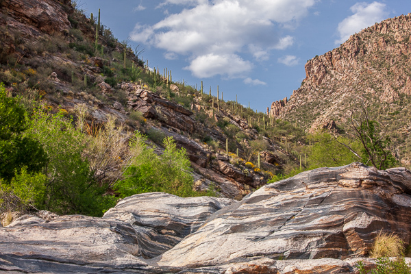 Arizona;Blossom;Blossoms;Blue;Branches;Brown;Calm;Canyon;Cloud;Cloud Formation;Clouds;Cloudy;Floweret;Flowering;Flowers;Gold;Looking up;Nature;Pastoral;Rock Face;Sabino Canyon;Sunlight;Sunshine;Tan;Tree;Yellow;bloom;desert;flora;floral;flower;green;landscape;oneness;peaceful;plants;restful;serene;sunlit;tranquil;tree limbs;trees;zen