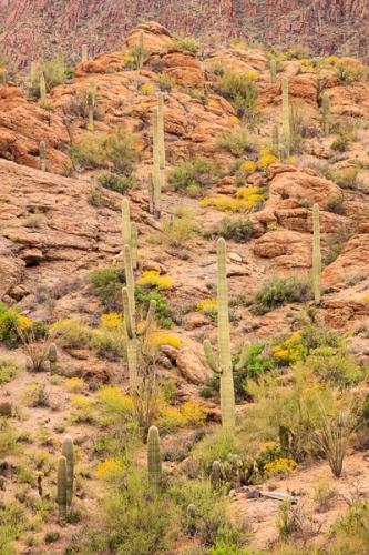 Arid;Arizona;Botanical;Cacti;Cactus;Calm;Carnegiea gigantea;Dry;Healing;Nature;Pastoral;Saguaro;Saguaro National Park;Tuscon;United States;botanicals;cacti;cactus;desert;flora;green;landscape;oneness;orange;peaceful;plant;plants;red;restful;serene;soothing;tranquil;vegetation;zen