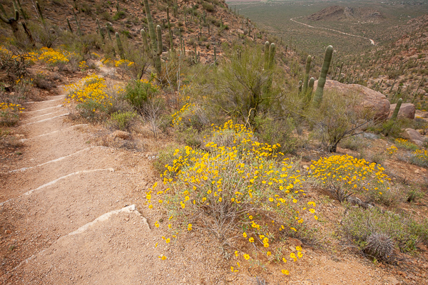 Arid;Arizona;Bloom;Blossom;Blossoms;Bluff;Boulder;Boulders;Brown;Cacti;Cactus;Calm;Carnegiea gigantea;Dry;Floweret;Flowering;Flowers;Gold;Hill;Mountain;Mountain Side;Mountain Top;Mountainous;Nature;Pastoral;Petal;Rock;Rock formations;Rocks;Rocky;Saguaro;Saguaro National Park;Stone;Stones;Summit;Tan;Tuscon;United States;Yellow;bloom;cliff;desert;flora;floral;flower;green;hillside;landscape;oneness;orange;peaceful;plants;red;restful;serene;soothing;tranquil;wildflower