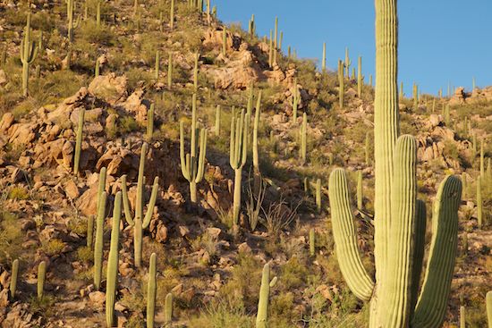 Arid;Blue;Green;Dry;Desert;Arizona;Plants;Cactus;Saguaro National Park;Carnegiea gigantea;Landscapes;Saguaro;Tan;Cacti