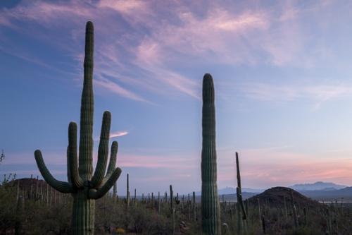 Arid;Arizona;Blue;Blues;Bluff;Cacti;Cactus;Calm;Carnegiea gigantea;Cloud;Cloud Formation;Clouds;Contour;Cool Colors;Cool Palette;Cool Tones;Dry;Dusk;Form;Gold;Healing;Hill;Image type;Mountain;Mountain Side;Mountain Top;Mountainous;Mountains;Nature;Outline;Pastoral;Photo specs;Pink;Profile;Saguaro;Saguaro National Park;Shadow;Shape;Silhouette;Tuscon;United States;Wabi Sabi;Weather;blue;cacti;cactus;close of day;color;desert;dusk;evening;eventide;green;hillside;landscape;last Light;magenta;nightfall;oneness;orange;peaceful;plants;purple;restful;serene;silhouette;sky;soothing;sun;sundown;sunset;tranquil;twilight;zen