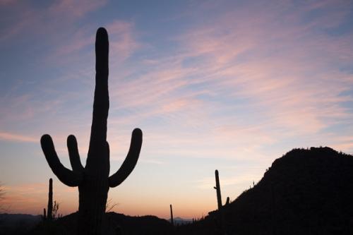 Arid;Arizona;Blue;Blues;Bluff;Cacti;Cactus;Calm;Carnegiea gigantea;Cloud;Cloud Formation;Clouds;Contour;Cool Colors;Cool Palette;Cool Tones;Dry;Dusk;Form;Gold;Healing;Hill;Image type;Mountain;Mountain Side;Mountain Top;Mountainous;Mountains;Nature;Outline;Pastoral;Photo specs;Pink;Profile;Saguaro;Saguaro National Park;Shadow;Shape;Silhouette;Tuscon;United States;Wabi Sabi;Weather;blue;cacti;cactus;close of day;color;desert;dusk;evening;eventide;green;hillside;landscape;last Light;magenta;nightfall;oneness;orange;peaceful;plants;purple;restful;serene;silhouette;sky;soothing;sun;sundown;sunset;tranquil;twilight;zen