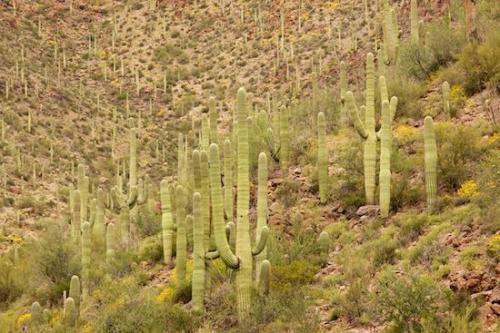 Green;Hillside;Gorge;Plants;Desert;Hill;Cactus;Saguaro;Hills;Tan;cactus;Red;Carnegiea gigantea;Dry;Pink;Saguaro National Park;Arid;Mountainside;Arizona;Cacti;cacti