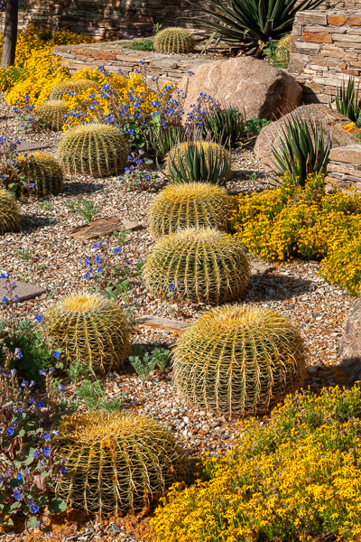 Abstract;Abstractions;Arizona;Beige;Bloom;Blossom;Blossoms;Blue;Botanical;Boulder;Boulders;Brown;Calm;Flora;Floral;Floweret;Flowering;Flowers;Gold;Healing;Nature;Pastoral;Patterns;Pebbles;Petal;Plant;Rock;Rocks;Rocky;Stock categories;Stone;Stones;Sunlight;Sunshine;Tan;Textures;Warm Colors;Warm Palette;Warm Tones;Yellow;bloom;botanicals;cactus;color;desert;flora;floral;flower;gray;green;landscape;leaves;oneness;orange;peaceful;plants;purple;restful;serene;soothing;sunlit;tranquil;yellow;zen