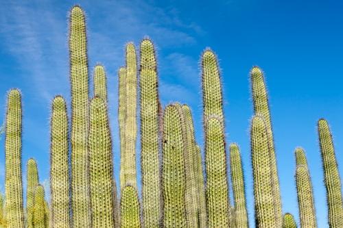 Abstract;Arizona;Blue;Blues;Cactus;Clouds;Cool Colors;Cool Palette;Cool Tones;Looking up;Nature;Pastoral;Sunlight;Sunshine;Wabi Sabi;blue;color;desert;green;oneness;peaceful;plants;sky;soothing;sunlit;tranquil;zen