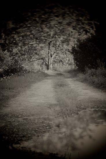 Plant;Trail;Trees;Road;Black and White;Tree Trunk;Path;Trunk;Journey;Branches;Tree;Branch;Herbaceous;reflection