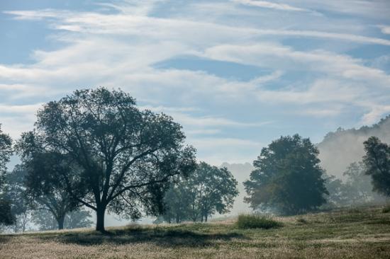 Animals;Blue;Branches;Brown;Calm;Cloud;Cloud Formation;Clouds;Fields;Fog;Gold;Healing;Health care;Healthcare;Herbaceous;Hill;Image type;Landscape;Minimalism;Mist;Mountain;Nature;Obscured;Pastoral;Photo specs;Rolling Hills;Spider;Spiderweb;Sun-up;Sunlight;Sunshine;Tan;Tree;Weather;Yellow;bark;branch;dawn;daybreak;foggy;grass;green;haze;hillside;landscape;leaves;mist;misty;morn;morning;oneness;peaceful;plant;plants;restful;serene;silhouette;sky;soothing;sunlit;sunrise;sunup;tranquil;tree limbs;tree trunk;trees;trunk;zen