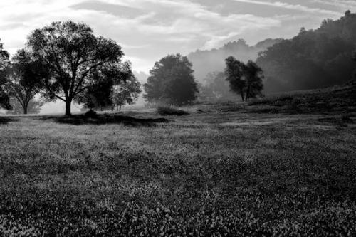 Fields;Dewy;Droplet;Moisture;Hill;Water;Spiderweb;Grass;Rolling Hills;Damp;Drop;Wet;Black and White;Dew