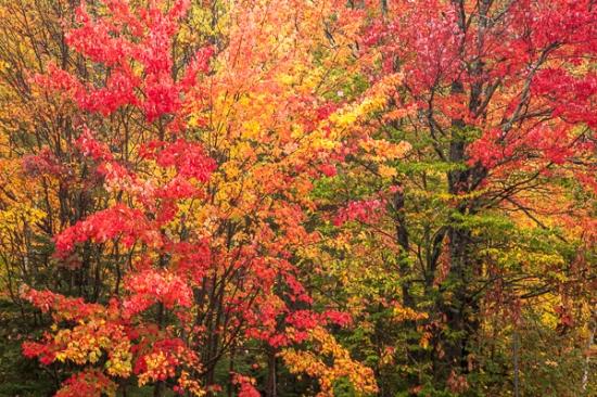 Autumn;Branches;Brown;Calm;Fall;Forest;Forested;Gold;Habitat;Healing;Jericho Lake State Park;Nature;New England;New Hampshire;Pastoral;Tan;Timber;Timberland;Tree;Warm Colors;Warm Palette;Warm Tones;Wood;Woodland;Woodlands;Woods;Yellow;color;green;landscape;leaves;oneness;orange;peaceful;plants;red;restful;serene;soothing;tranquil;tree limbs;trees;zen