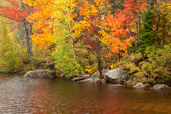 Autumn;Boulder;Boulders;Branches;Calm;Fall;Forest;Forested;Gold;Habitat;Horizontal;Jericho Lake State Park;Leaf;Minimalism;Mirror;Nature;New England;New Hampshire;Pastoral;Ripple;Rock;Rock formations;Rocks;Rocky;Stone;Stones;Stream Bank;Sunlight;Sunshine;Timber;Timberland;Tree;Warm Colors;Warm Palette;Warm Tones;Water;Wood;Woodland;Woodlands;Woods;Yellow;color;flowing;foliage;green;lake;landscape;leaves;limbs;oneness;orange;peaceful;plants;red;reflection;reflections;restful;river bank;serene;soothing;sunlit;tranquil;tree limbs;tree trunk;trees;trunk;yellow;zen