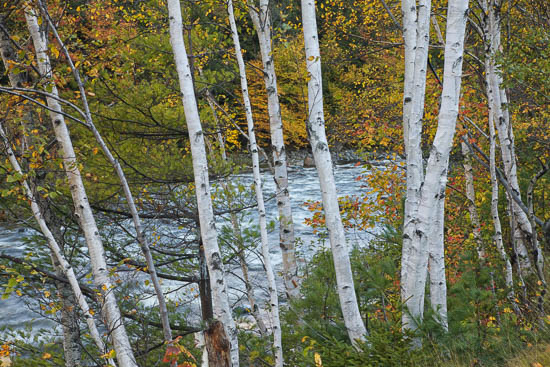 Autumn;Blue;Branches;Fall;Forest;Forested;Green;Horizontal;Leaves;New England;New Hampshire;Orange;Rapids;River;Stream;Stream Bank;Streaming;Tree;Trees;Trunk;Woods;Yellow;bark;birch
