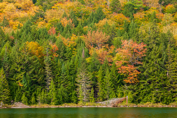 Autumn;Branches;Brown;Calm;Fall;Forest;Forested;Gold;Healing;Healthcare;Herbaceous;Mirror;Nature;New England;New Hampshire;Pastoral;Ripple;Timber;Timberland;Tree;Water;Wood;Woodland;Woodlands;Woods;Yellow;bark;foliage;green;lake;landscape;leaves;limbs;oneness;orange;peaceful;plants;red;reflection;reflections;restful;serene;soothing;stump;tranquil;tree limbs;tree trunk;trees;trunk;zen