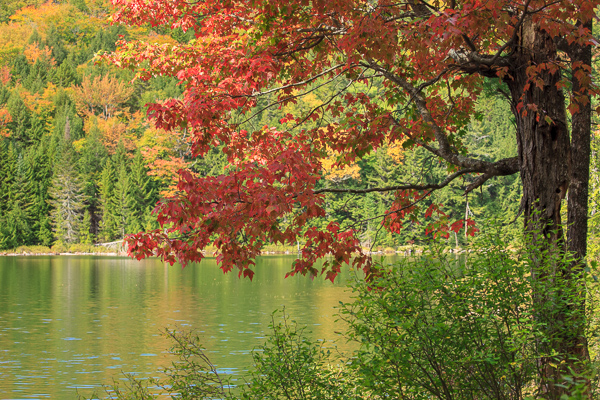 Autumn;Botanical;Branches;Brown;Calm;Fall;Fallen Leaves;Forest;Forested;Gold;Healing;Health care;Healthcare;Leaf;Looking up;Maple;Minimalism;Mirror;Nature;New England;New Hampshire;Pastoral;Ripple;Sunlight;Sunshine;Tan;Timber;Timberland;Tree;Veins;Wabi Sabi;Water;Waterscape;Wood;Woodland;Woods;Yellow;bark;foliage;green;lake;landscape;leaves;limbs;oneness;orange;peaceful;plants;pool;red;reflection;reflections;restful;serene;soothing;stump;sunlit;tranquil;tree limbs;tree trunk;trees;trunk;zen