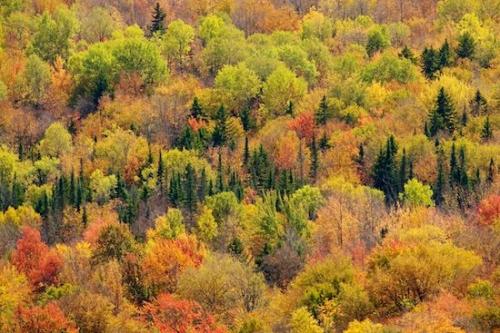 Woodlands;Trees;Timber;Woods;Orange;Red;Fall;Yellow;Forest;New England;Autumn;Gold;Green;Wood;Vermont;Wooded area;Woodland;Tree