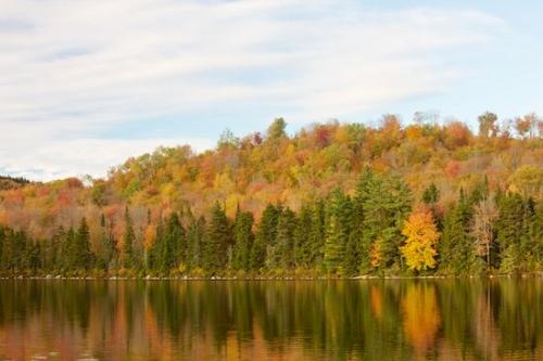 Orange;Autumn;White;Timberland;Tree;Landscape;Forest;Outdoor;Timber;Woodlands;Trees;New England;Green;lake;reflections;pond;Yellow;Mirror;Woods;Vermont;Horizontal;Fall