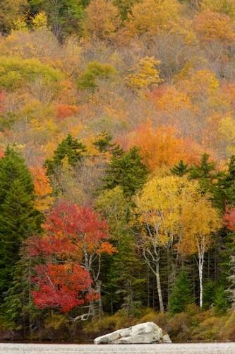 Woodlands;Vertical;Woods;Fall;Boulder;Autumn;Lake;Timber;Green;Trees;Tan;New England;Brown;Tree;Red;Rock;Woodland;Vermont;Wooded area;Pond;Wood;leaves;Forest;Timberland;Gold;Gray