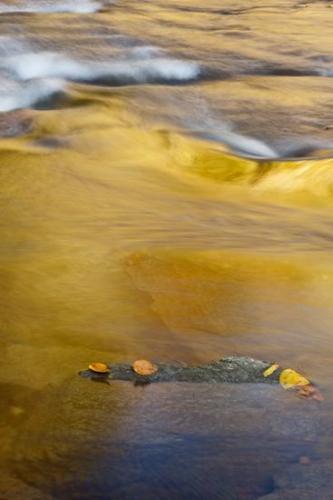 United States;Yellow;Landscape;Boulder;Rock;Boulders;Gold;Stone;Leaves;Cascade;Fall;Autumn;Cascading;Reflections;Streaming;Stones;Peaceful;leaves;Orange;Stream;Tennessee;Oneness;Gray;Great Smoky Mountains National Park;Leaf;Reflection