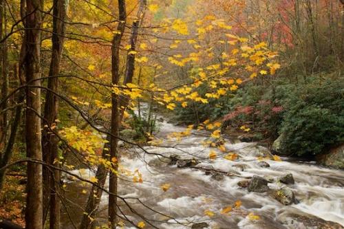 Landscape;Seasons;Timber;Plant;branches;Forest;Botanical;Rocky;Tan;Woods;United States;Wooded area;Great Smoky Mountains National Park;Gray;Gold;Woodlands;Beige;Wood;Boulders;Stone;leaves;Season;Leafy;Leaves;Leaf;Boulder;trees;Creek;Fall;Timberland;Yellow;Red;Rock;trunk;Brown;limb;Tree;Foliage;Autumn;branch;water;Tennessee;river;Horizontal;tree limbs;Plants;Green;Woodland;Trees;Stones;Outdoor;Orange;Stream;Rocks