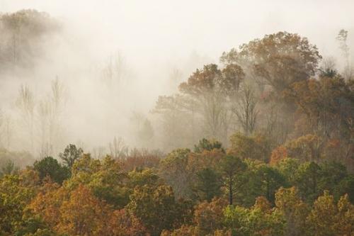 Tree;Fall;Great Smoky Mountains National Park;Tennessee;Foggy;United States;foggy;fog;Foliage;mist;Forest;Fog;misty;Trees;Autumn;Woods