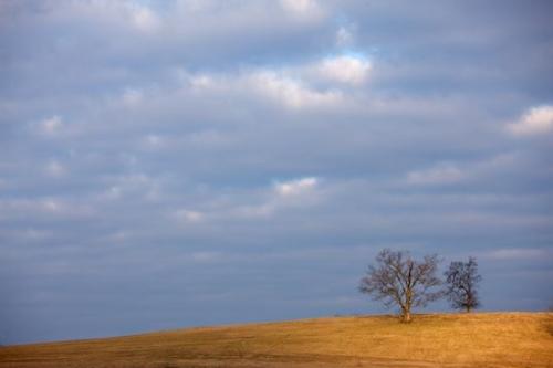 tree;Pasture;tree trunk;Fields;Blue;branch;Sunlight;branches;Landscape;Weather;Yellow;Outdoor;Hillside;Sunny;Clouds;Tan;trees;Cloud Formation;Gold;Grass;Sunlit;Sunshine;Hill;Tree limbs;tree limbs;Sky;Brown;Cloud;Cloudy