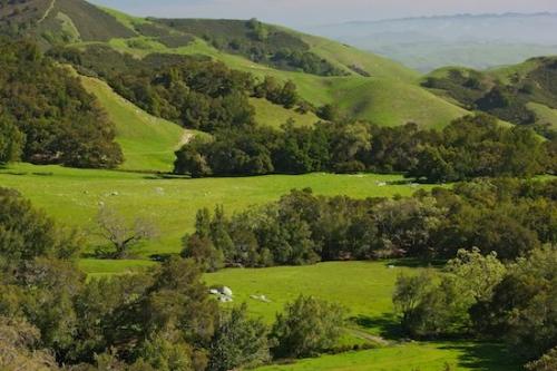 Hillock;California;Mountainous;Pastoral;Hillside;Hilltop;Landscape;Peaceful;tree;trees;grass;Green;Hills;Outdoor