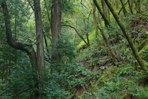 Trees;Brown;limb;California;Fern;Forest;Plants;Big Sur;Woodland;Green;tree trunk;Ferns;Greenery;Woods;Timber;branches;wooded area;forest floor;Tree;tree;Gray;Vegetation;Timberland;trees;Wood;trunk;Woodlands;Botanicals;Botanical