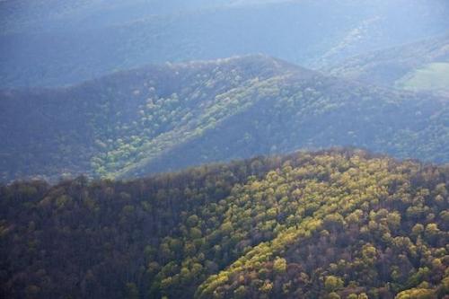Mountains;North Carolina;Hillside;Sunlight;Hilltop;Trees;Woods;Timber;Mountain Top;Beams;Forest;Hill;Peak;Roan Mountain;Sunlit;Hillock;Woodlands;Timberland;Mountain;Woodland;Sunbeam;Mountainous;Hills;Summit